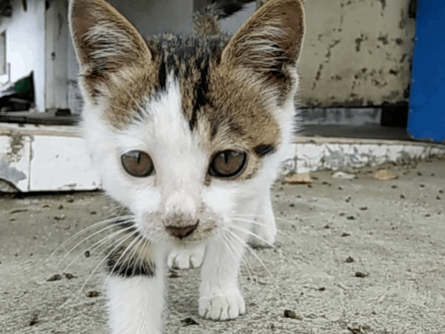 元珍动漫资讯  2019年4月8gif格式动图怎么设置成手机动态壁纸,有朋友