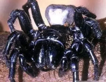 它被视为毒性最强的蜘蛛,其毒牙足以穿透人类的指甲.