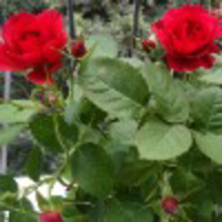 用这个方法给照片加文字,照片格调分分钟飙升