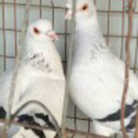 用这个方法给照片加文字, 照片格调分分钟飙升