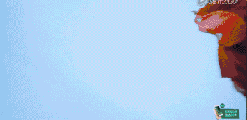 39376978