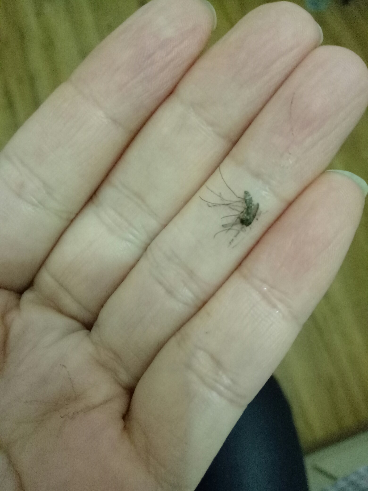 这么冷的天,还有蚊子出没,看我徒手抓蚊子,小样让你咬我