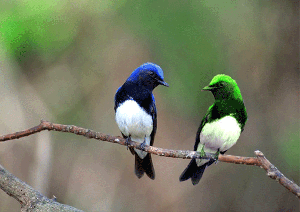 小鸟动态图片大全_动态烟花图片大全动态_马图片大全图片动态