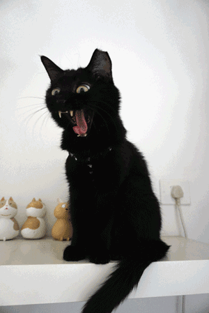 壁纸 动物 狗 狗狗 猫 猫咪 小猫 桌面 300_449 竖版 竖屏 手机 gif