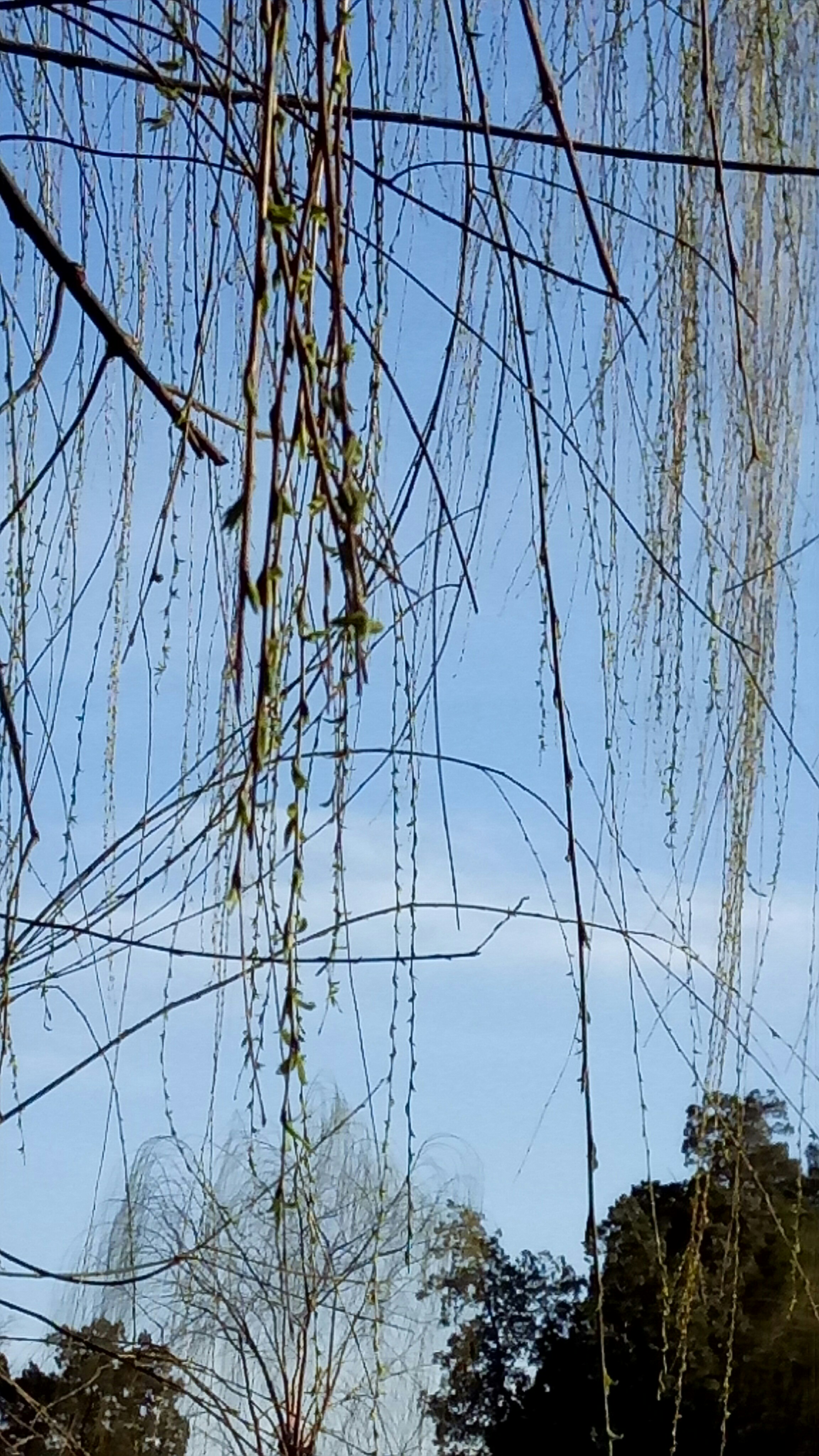 据相关资料显示, 柳树是旱柳,腺柳,垂柳,白柳,圆头柳,紫柳等柳属植物