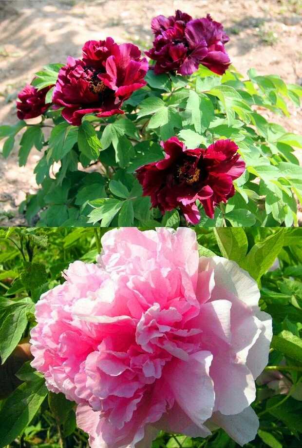 牡丹花王,美吗