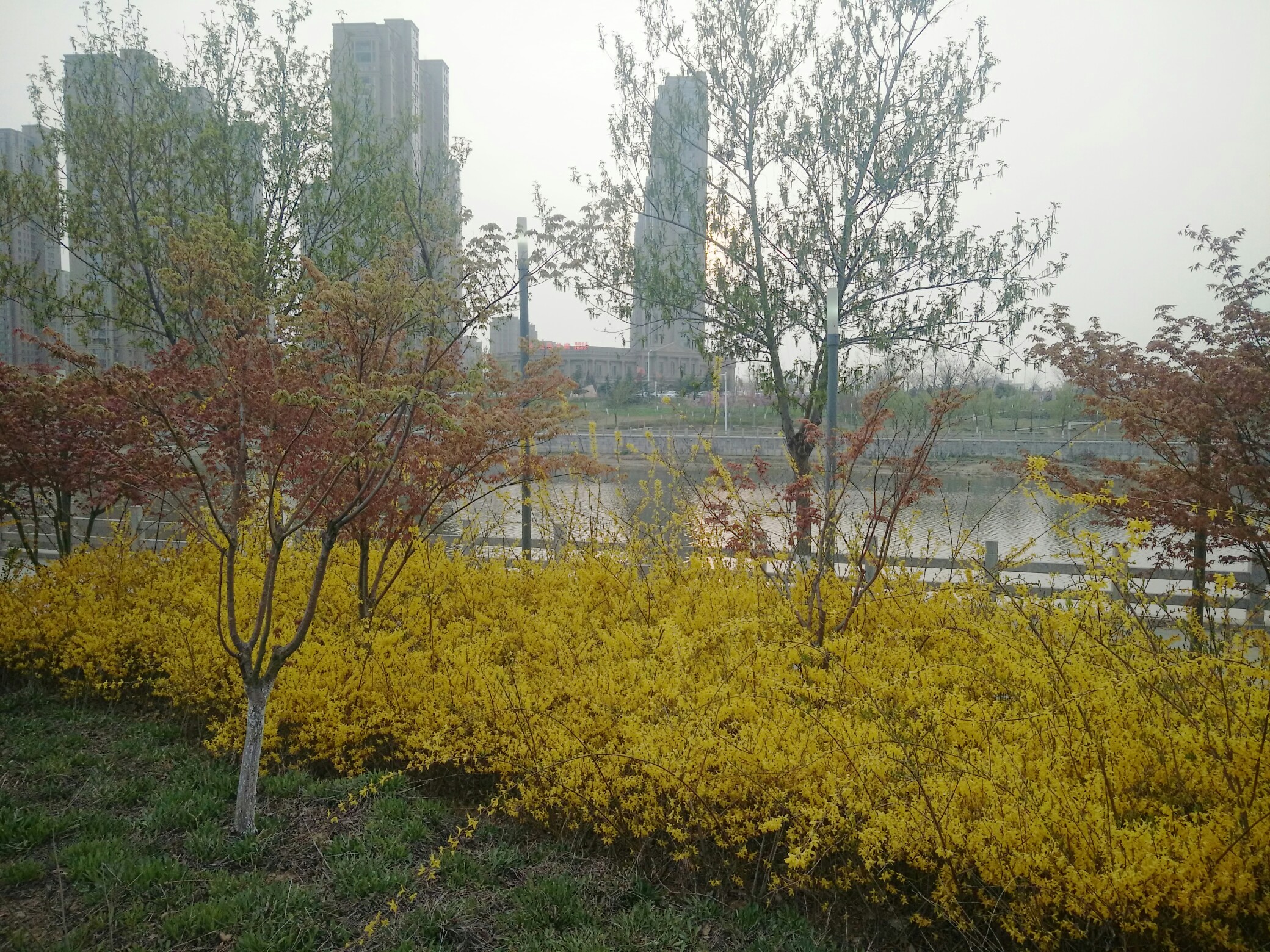 杨家河公园图片
