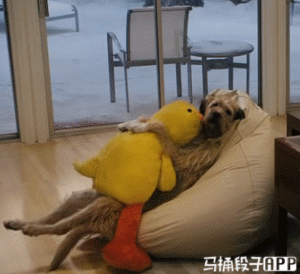 今日爆笑gif:每天回家看到老婆运动我就受不了了