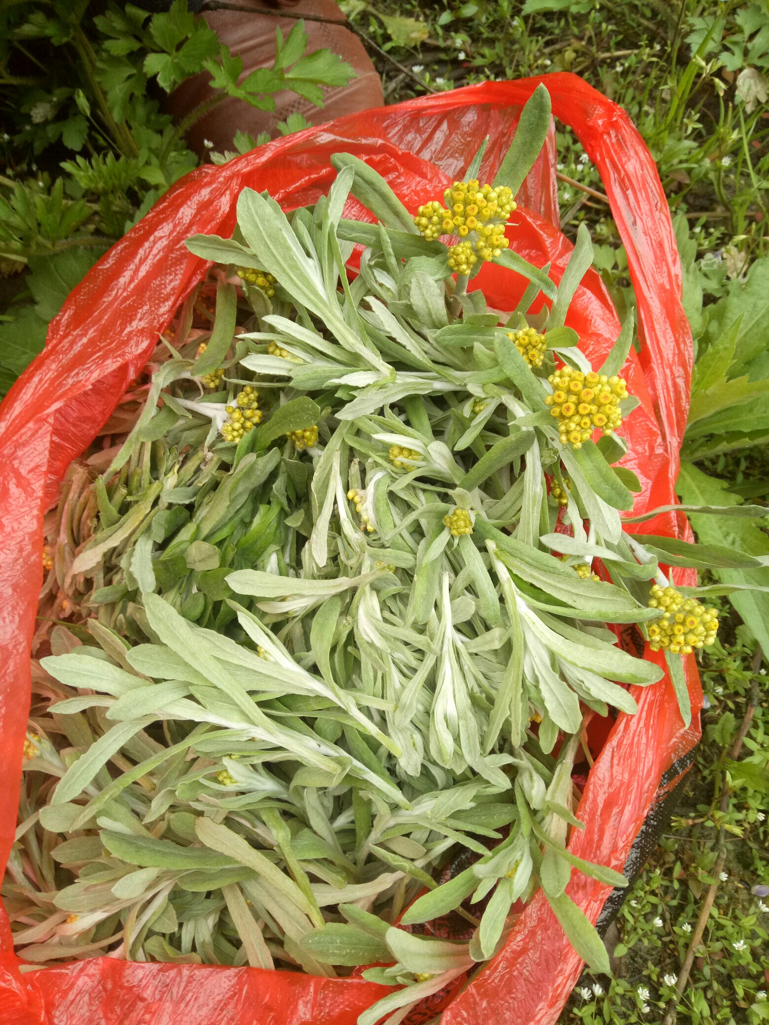 这是一种野生小草,名叫水密花又叫水牛花等