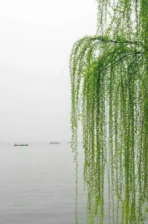 五律、七律各一首春光美