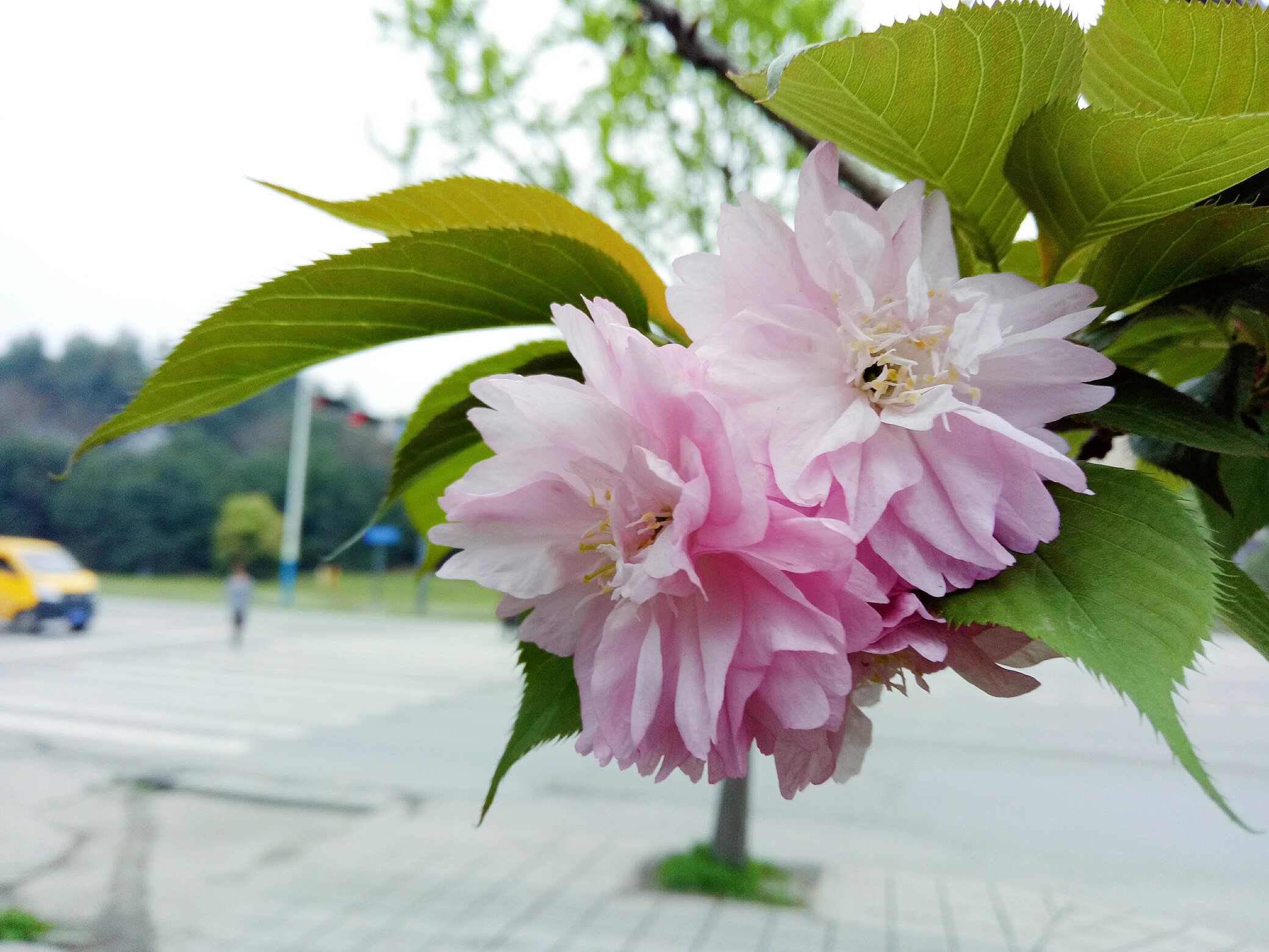 樱花樱花想见你