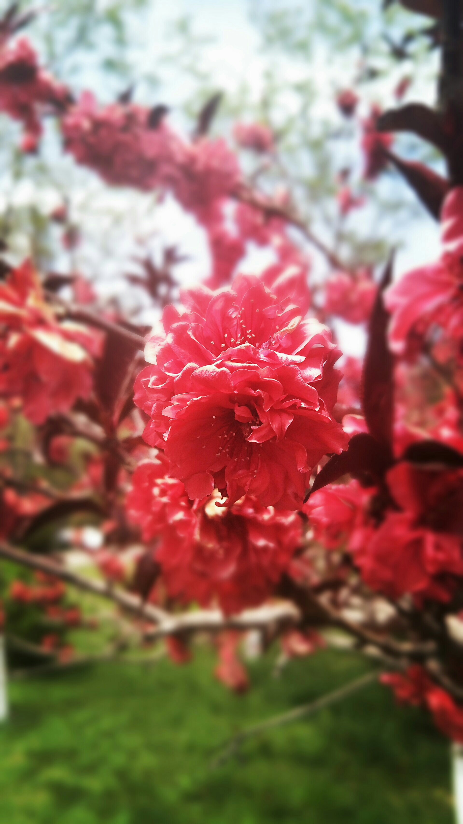 我等到花儿都谢了!