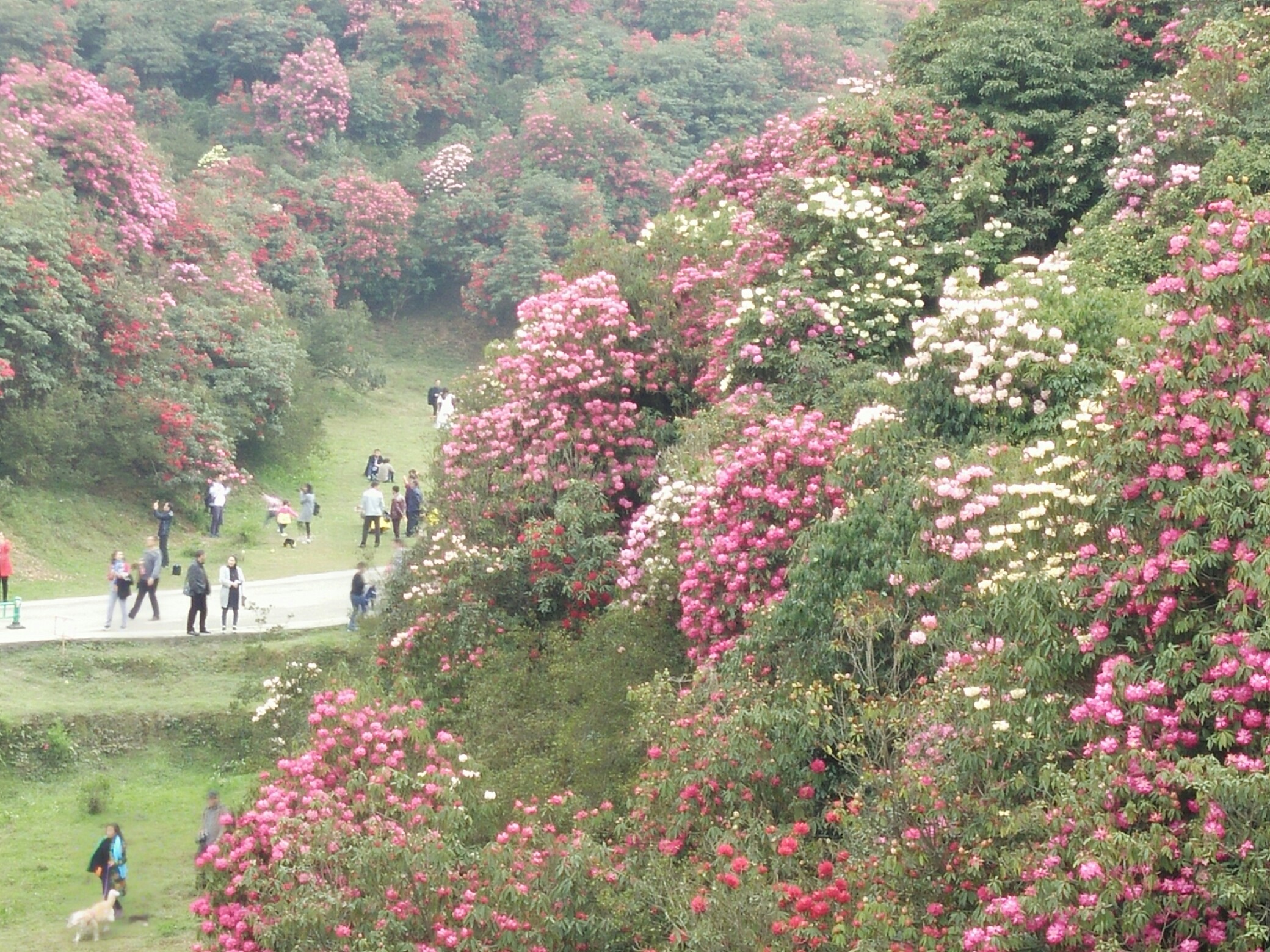 贵州毕节的杜鹃花海