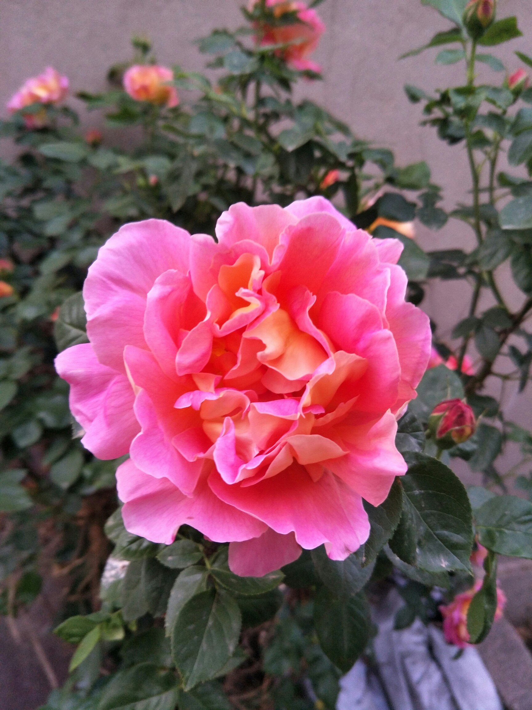 我家的花开的好漂亮啊![表情]_帖子_oppo手机官方社区