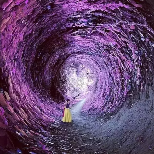52806070