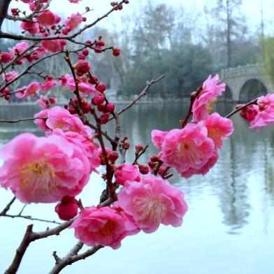 梅花图录:梅花点点点缀人间山河尽美,风竹节