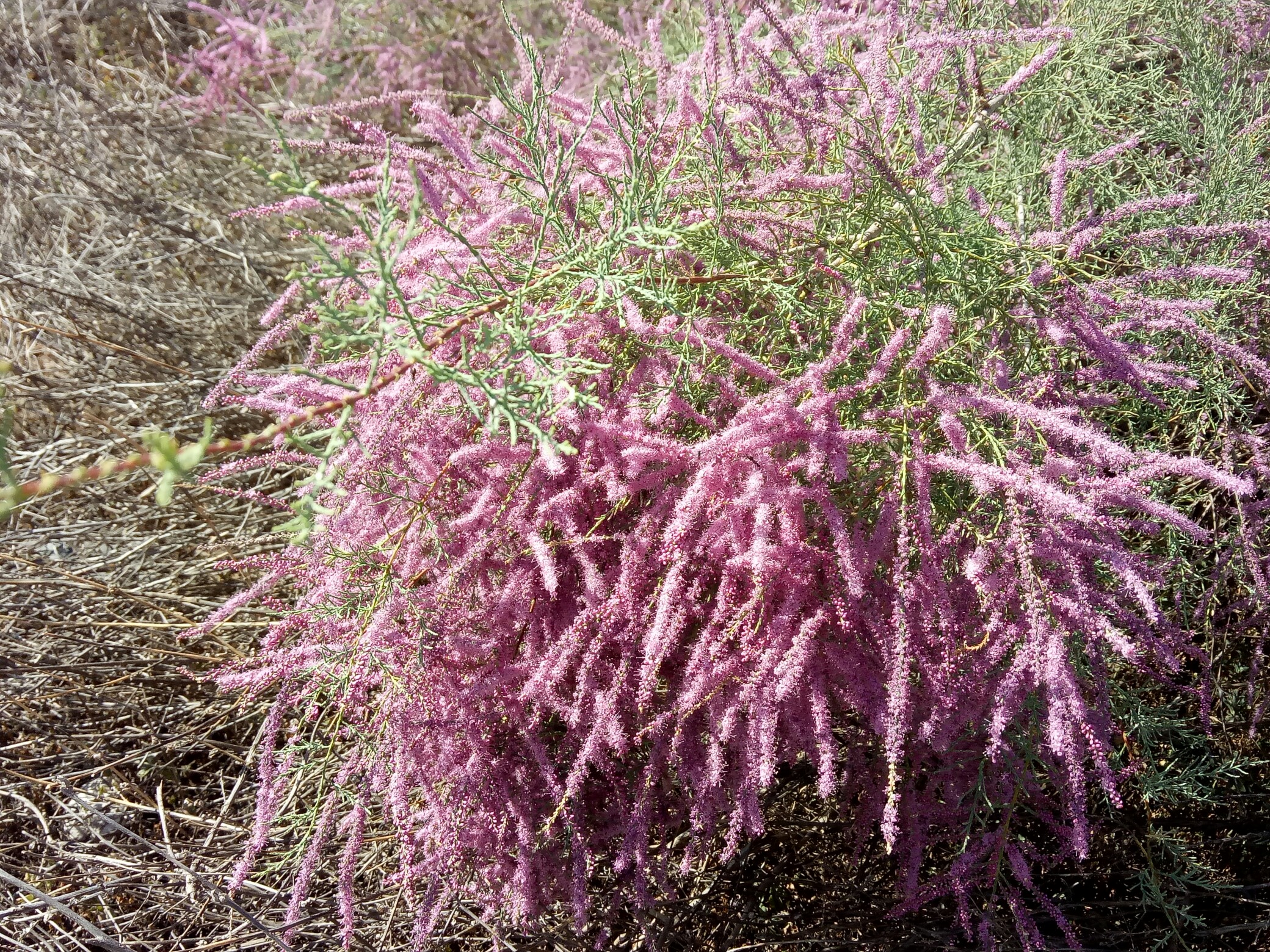 反正拍一夏#戈壁滩上的红柳