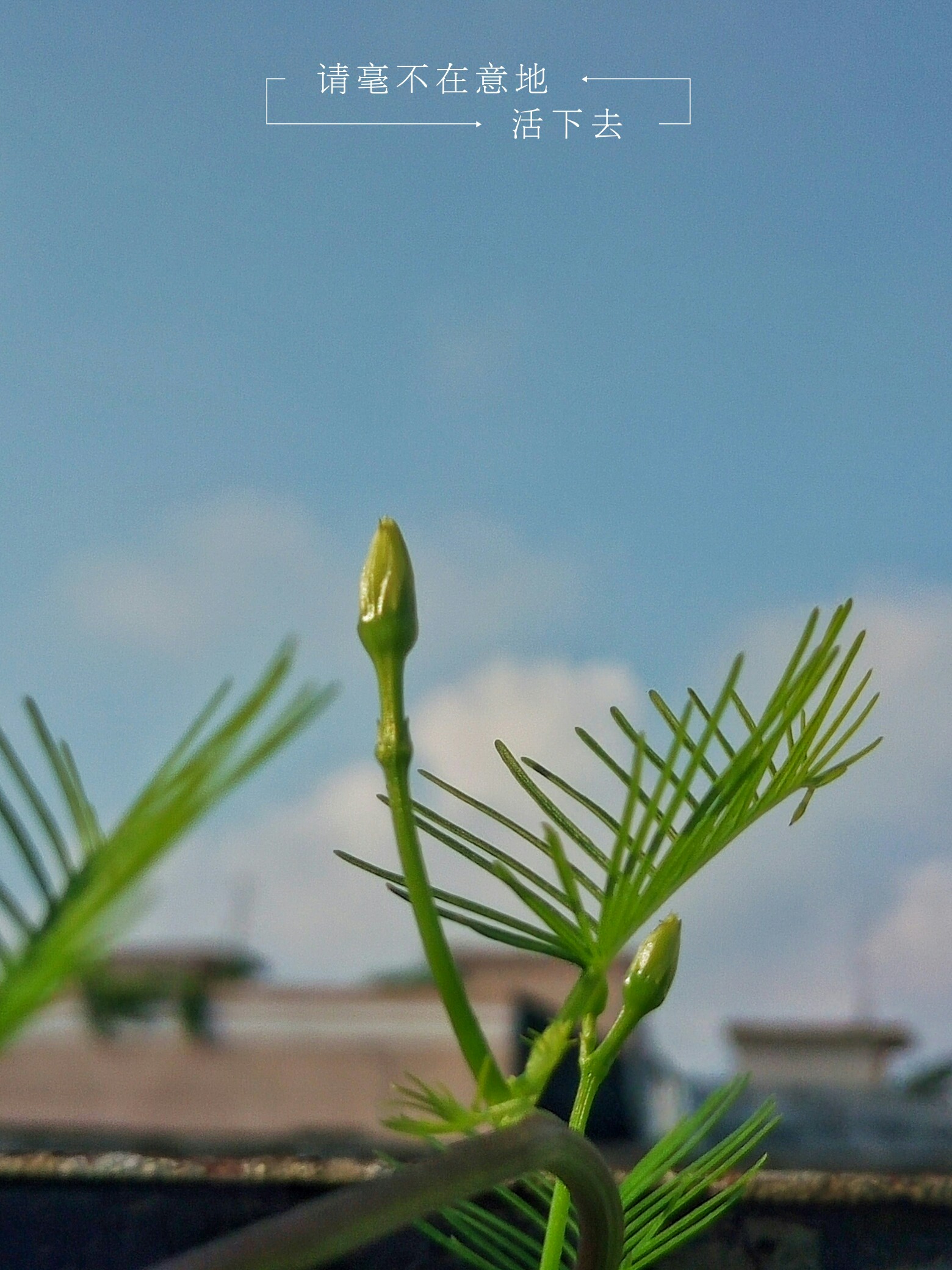坚强花小美女图片-花语大全带图片和花名代表坚强的花图片-花语是孤独
