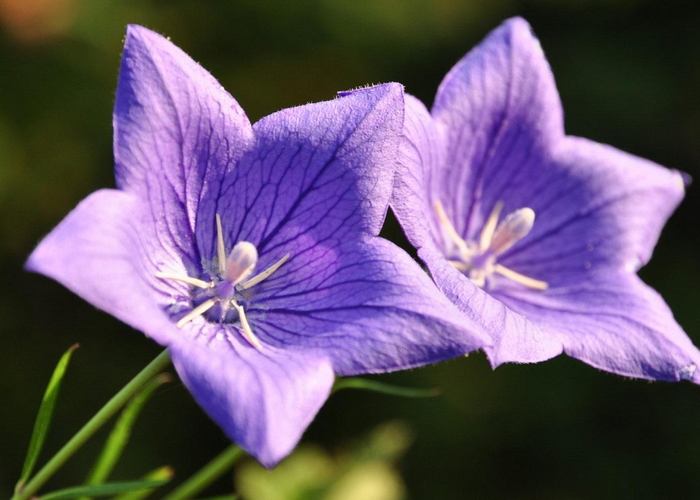 100种花的名字图片花语