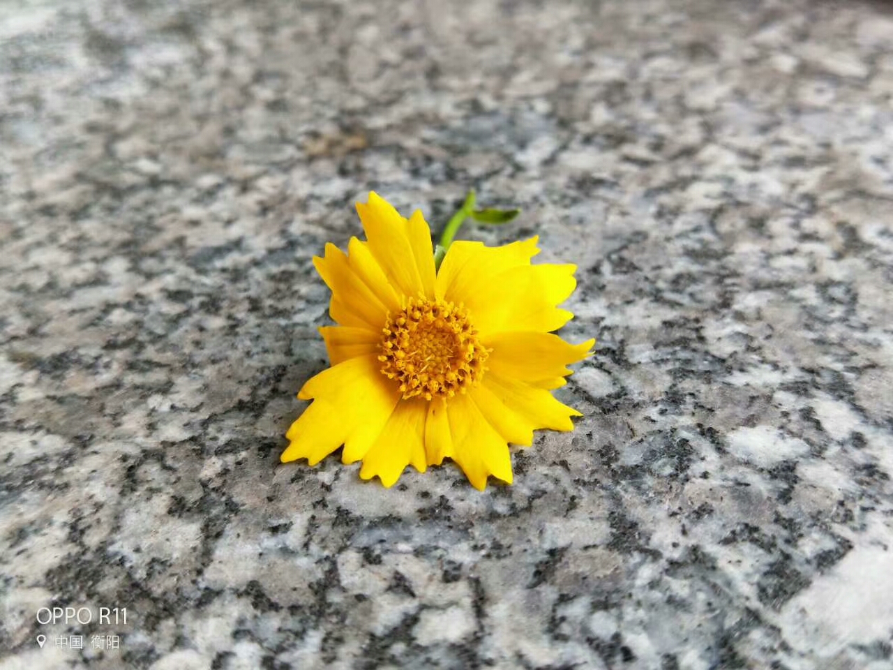 84337929