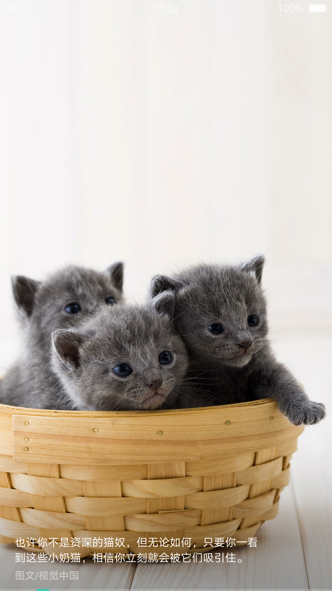 猫咪是世界上最可爱的动物_皮皮网 猫咪是世界上最可爱的动物_帖子_OPPO手机官方社区
