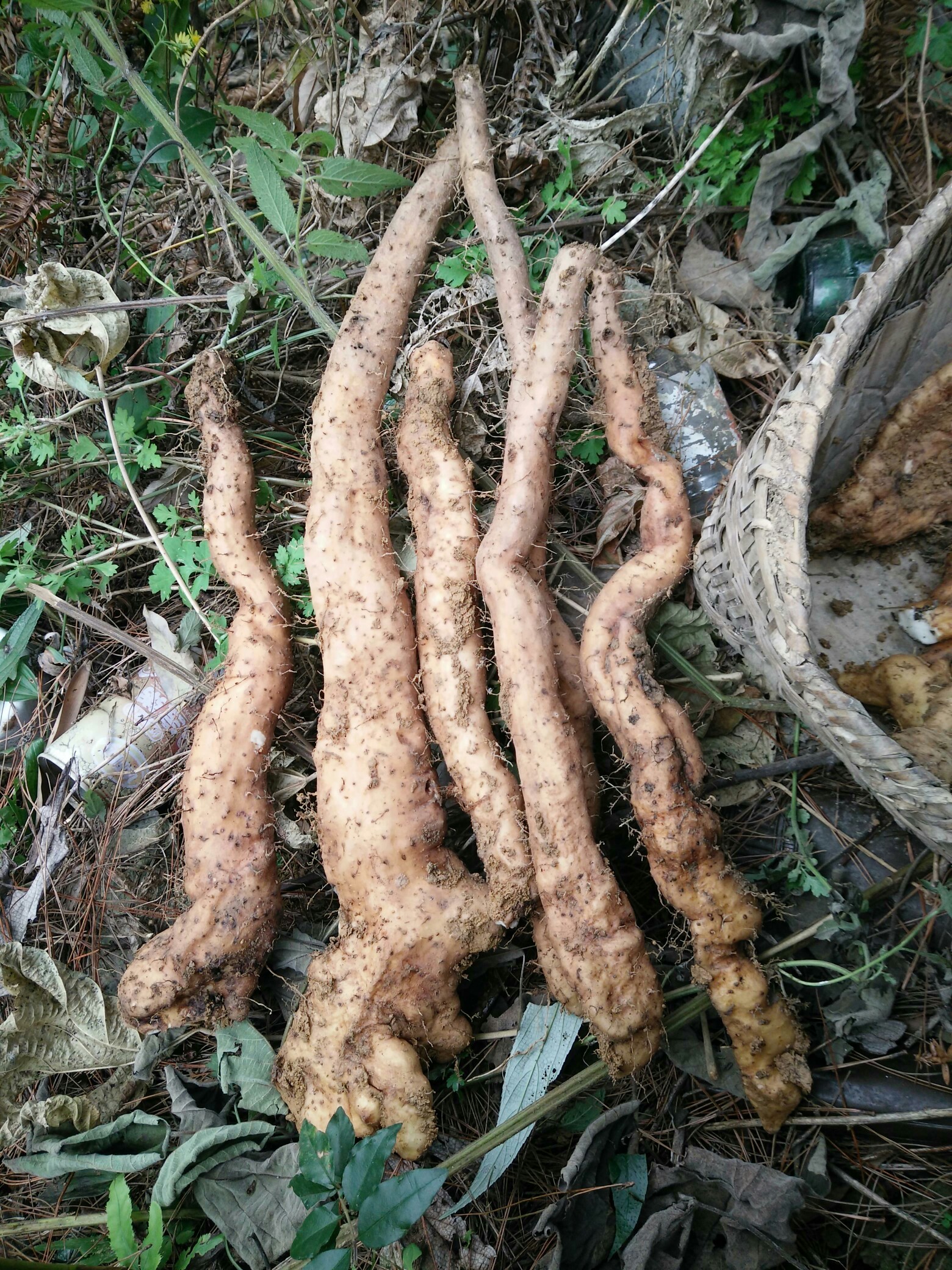 野生山药