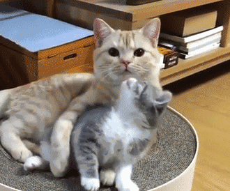 这年头.连猫都要虐我吗?