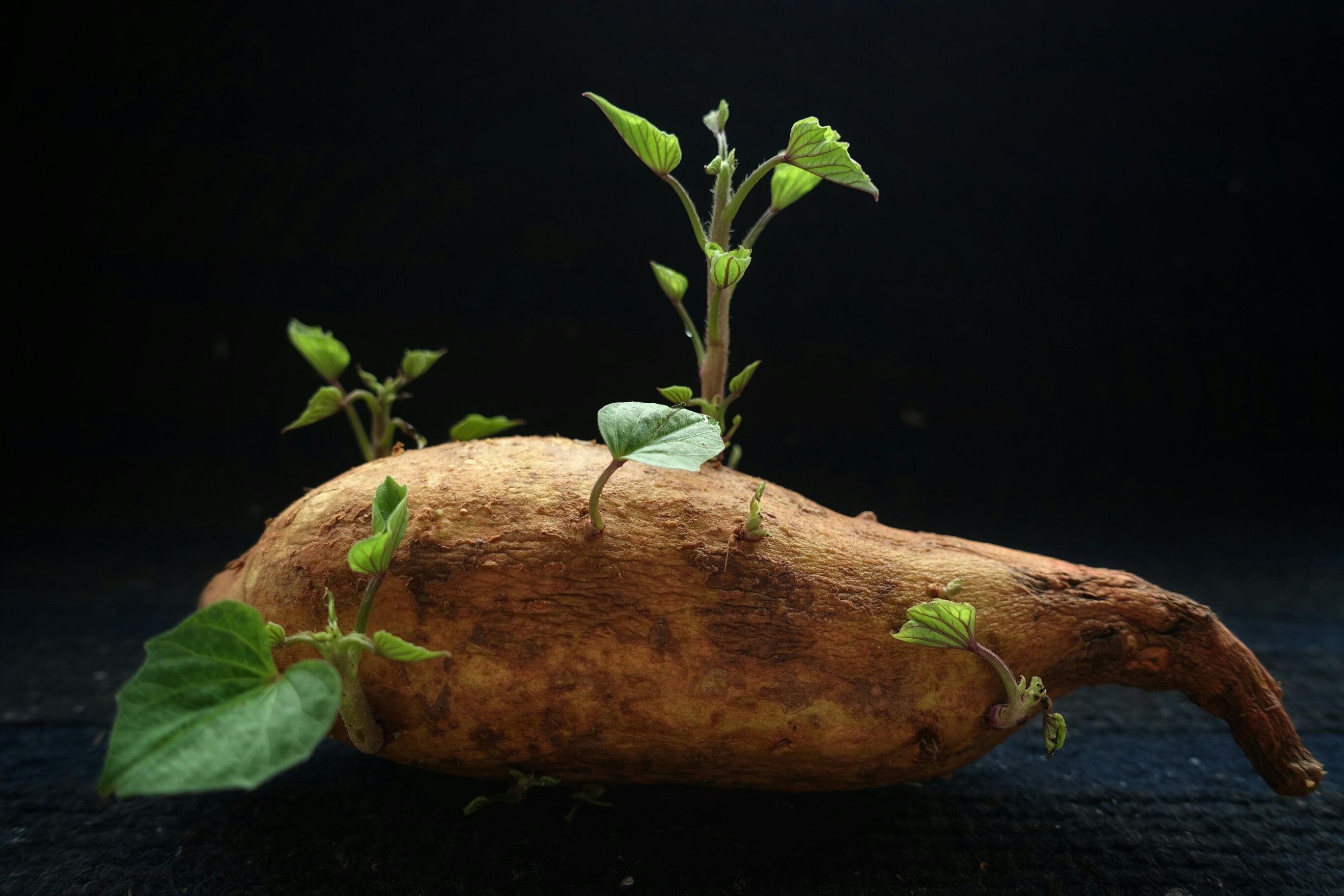 发芽的番薯摄影图__蔬菜_生物世界_摄影图库_昵图网nipic.com
