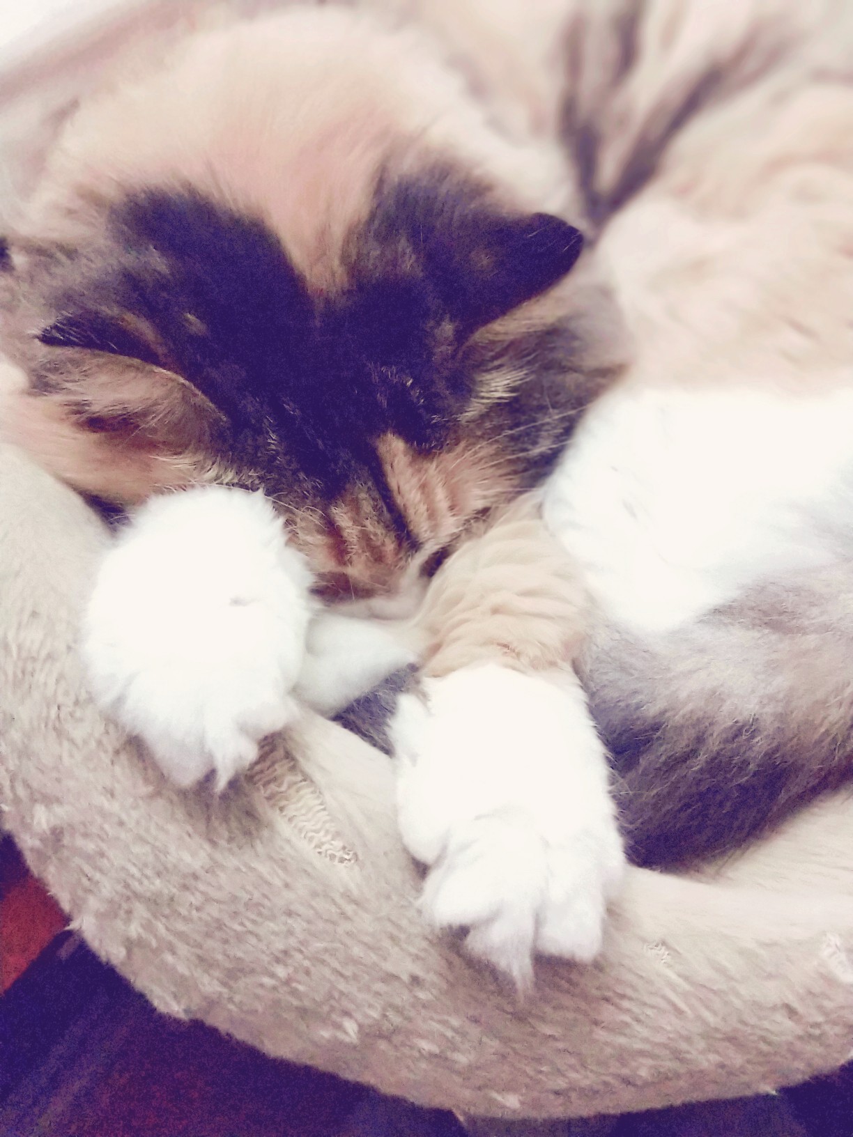 壁纸 动物 狗 狗狗 猫 猫咪 小猫 桌面 1224_1632 竖版 竖屏 手机