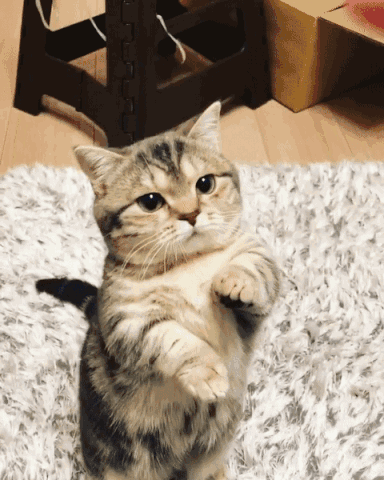 动物 狗 狗狗 猫 猫咪 小猫 桌面 384_480 竖版 竖屏 手机 gif 动态