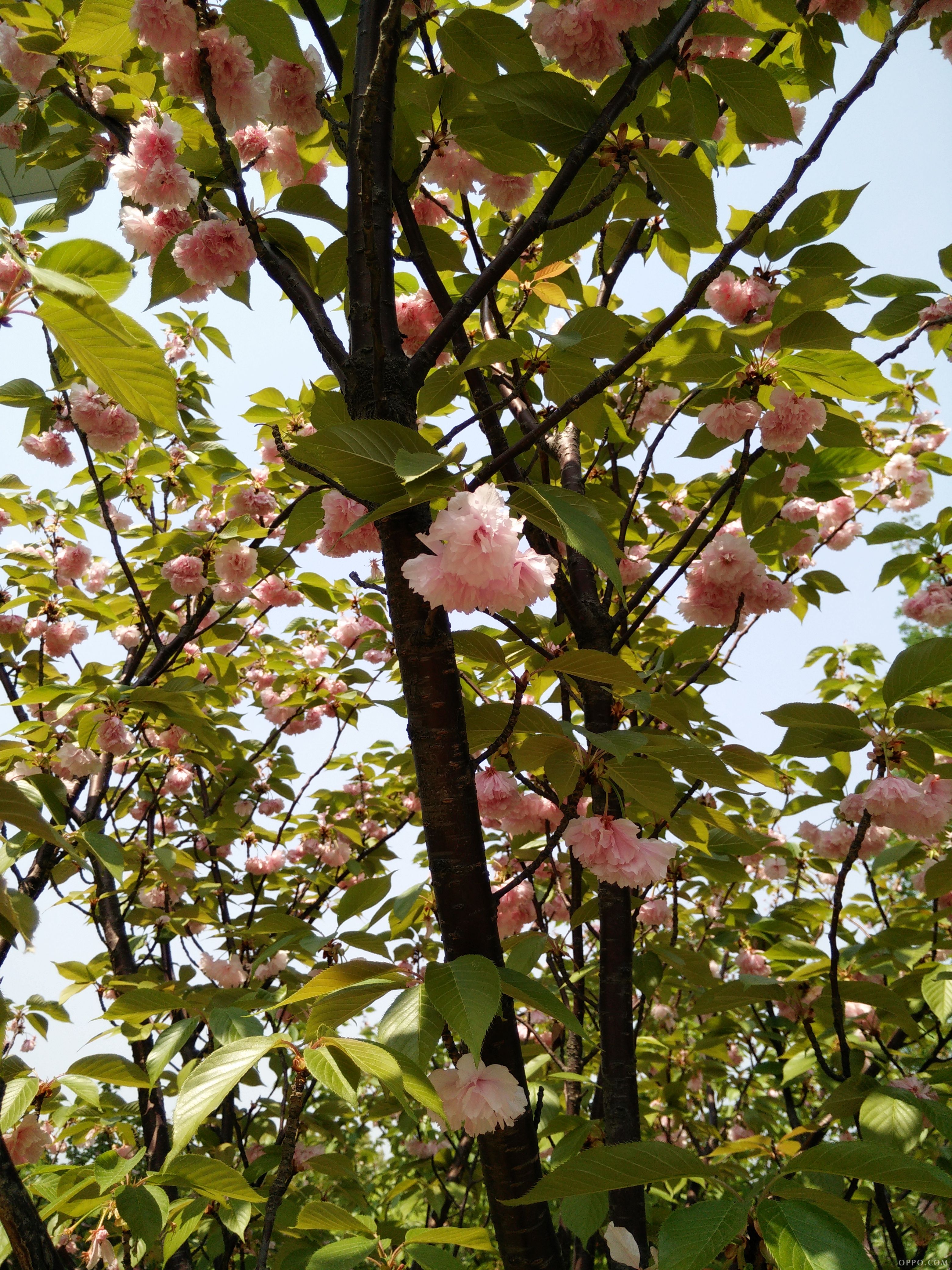 小园新种红樱树,闲绕花枝便当游