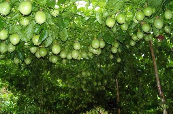 黑瓜子源自这种"打瓜",见过吗?