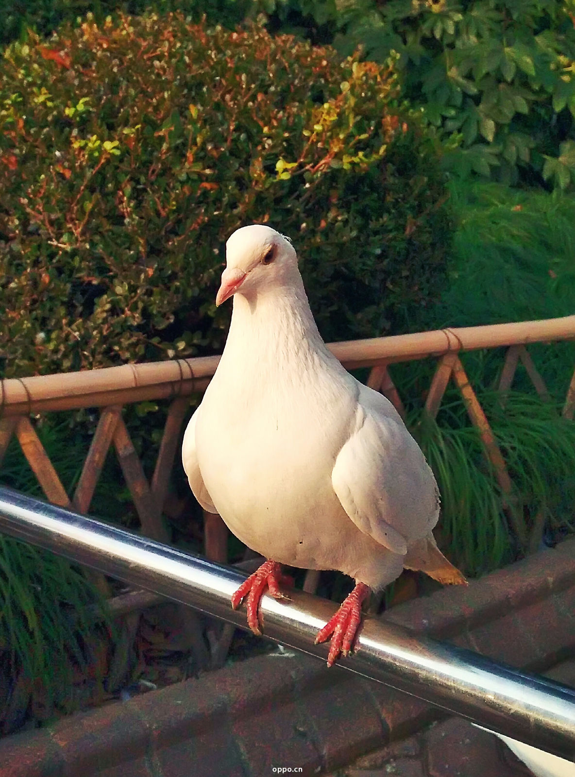 和平公园里的那些小动物-by n3