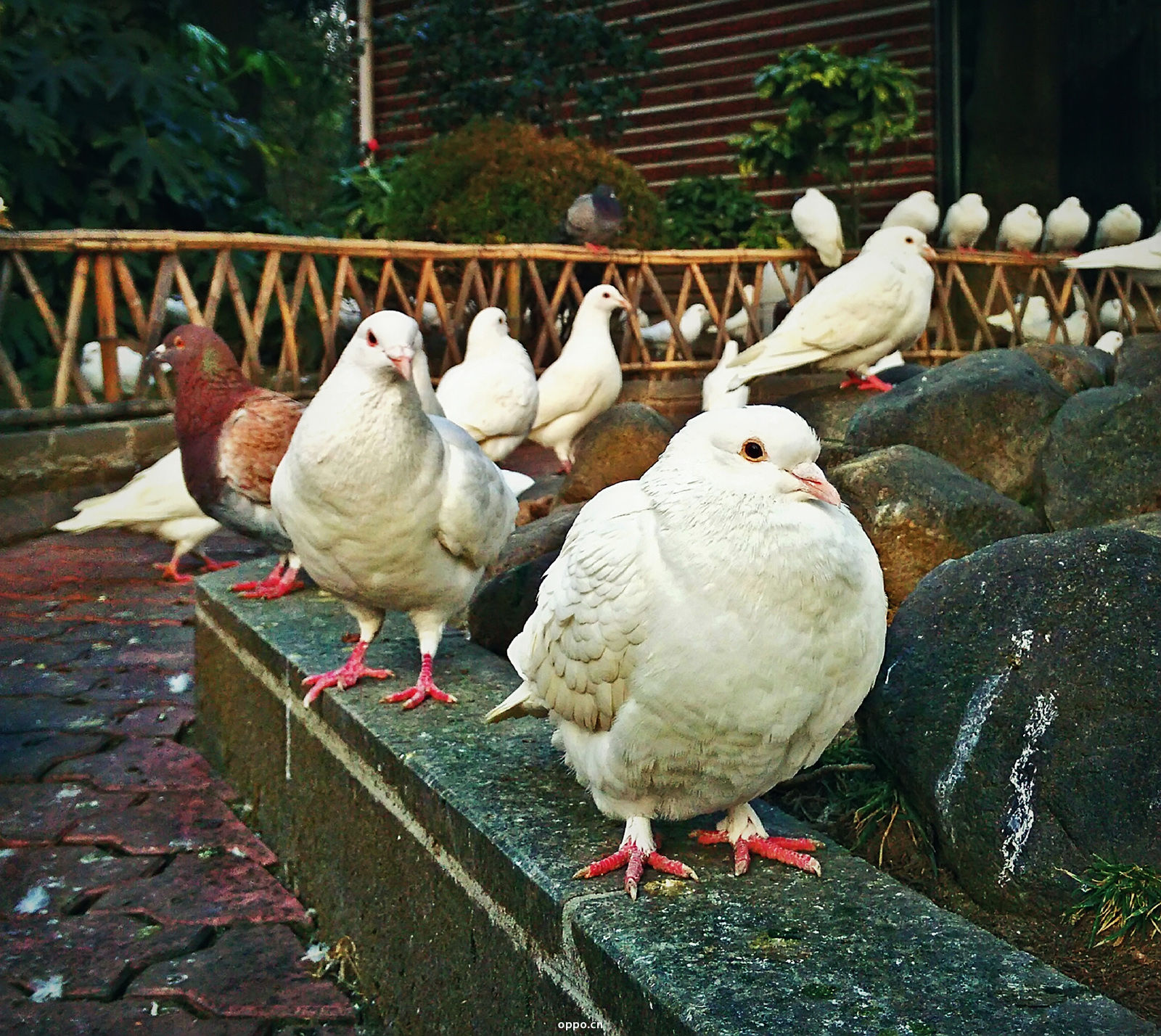 和平公园里的那些小动物-by n3