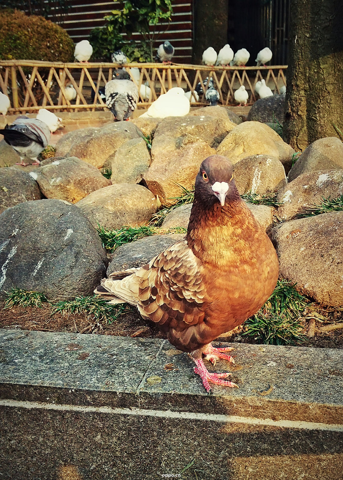 和平公园里的那些小动物-by n3