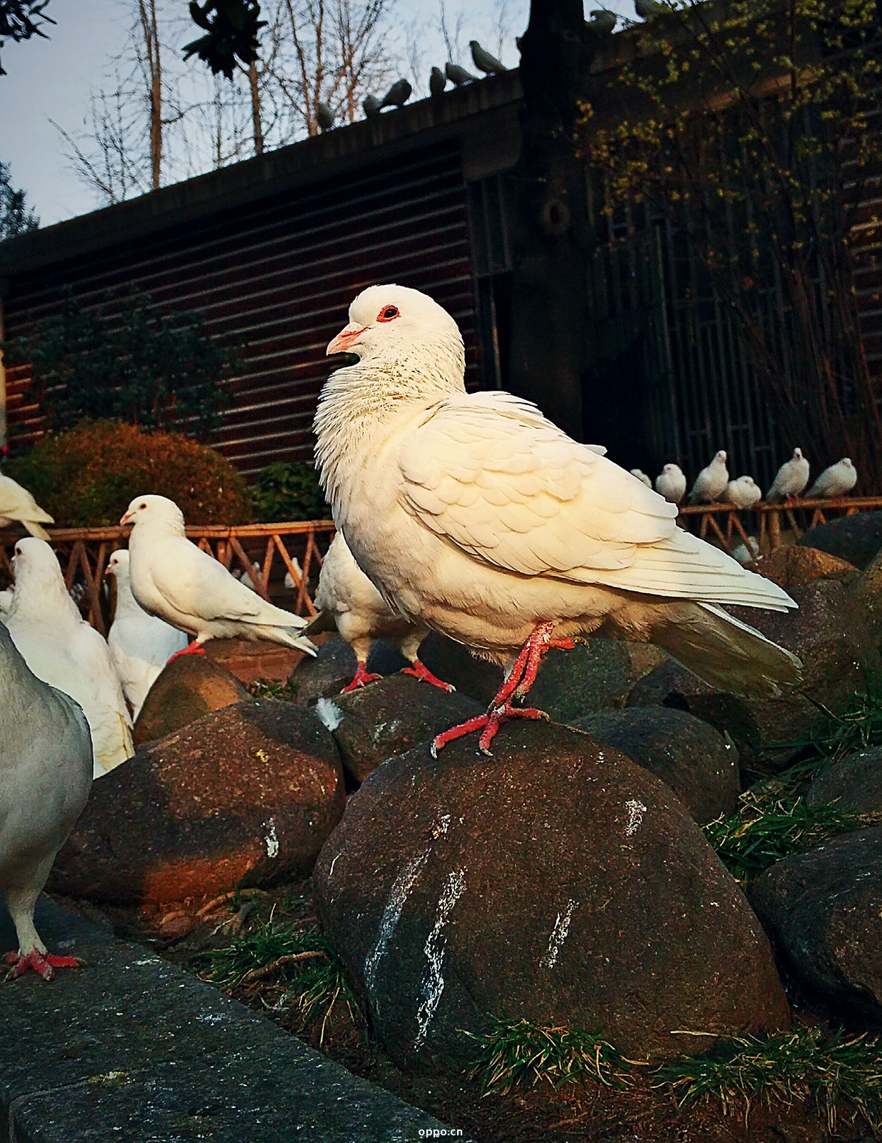 和平公园里的那些小动物-by n3