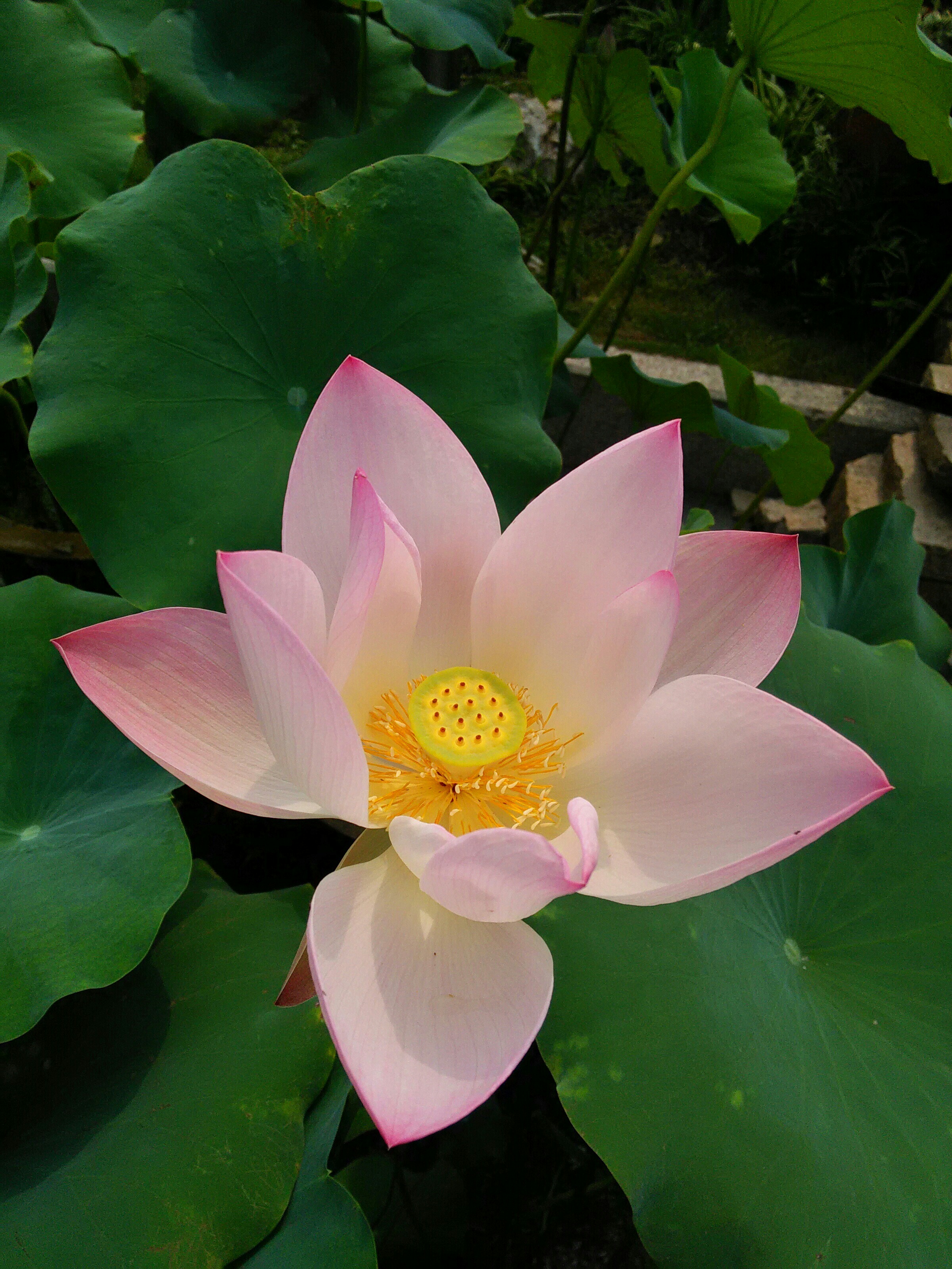 几朵荷花?几朵.猜对有糖吃!