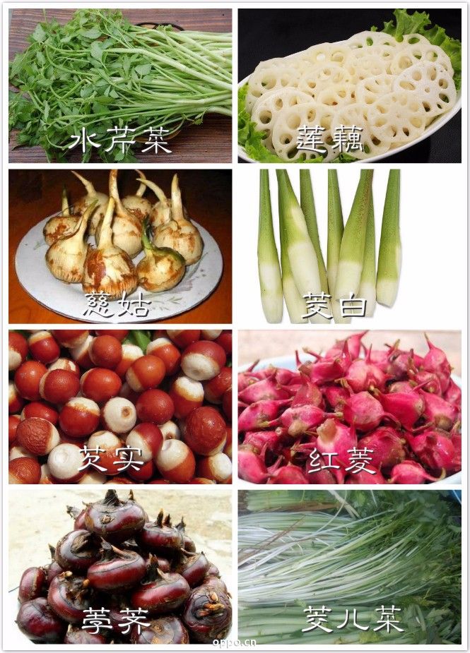 水八仙:  旱八仙