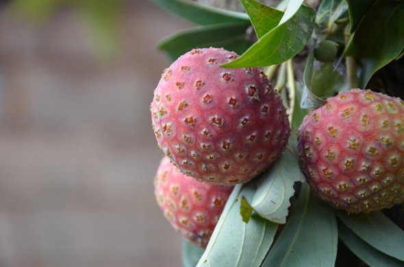 这些奇葩云南水果猜猜叫什么