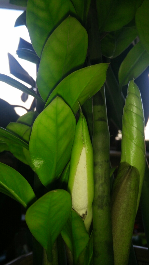 养了多年的钱串子开花了