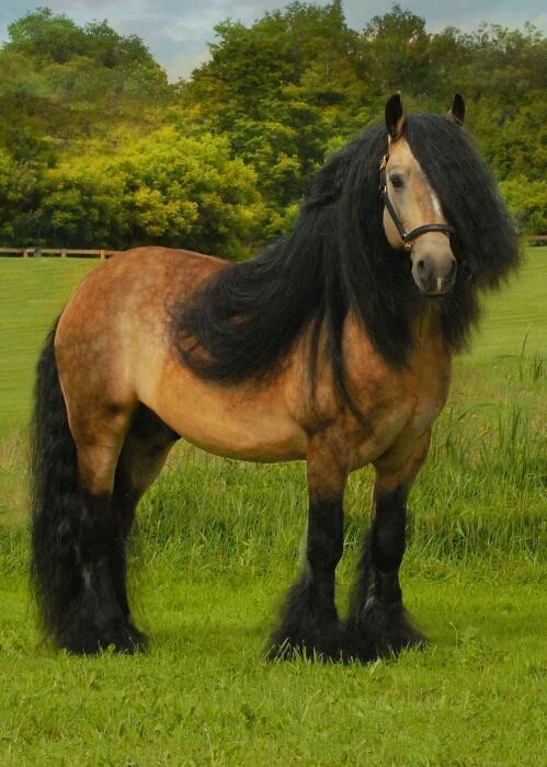 一匹价值上亿的真宝马,你见过吗?