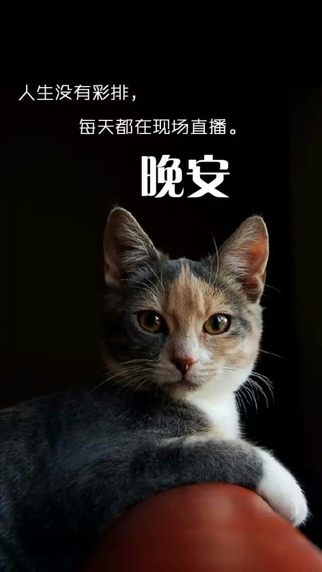 猫咪晚安图片,动态,猫咪图片_大山谷图库