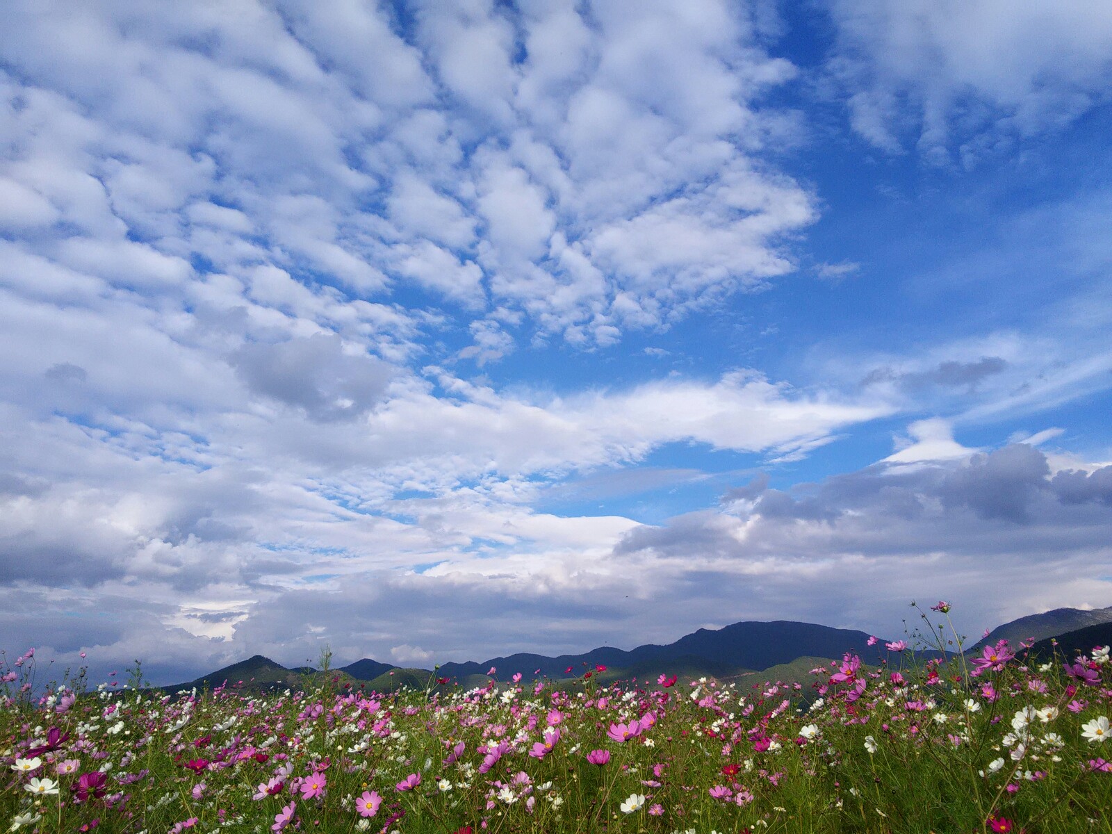 格桑花