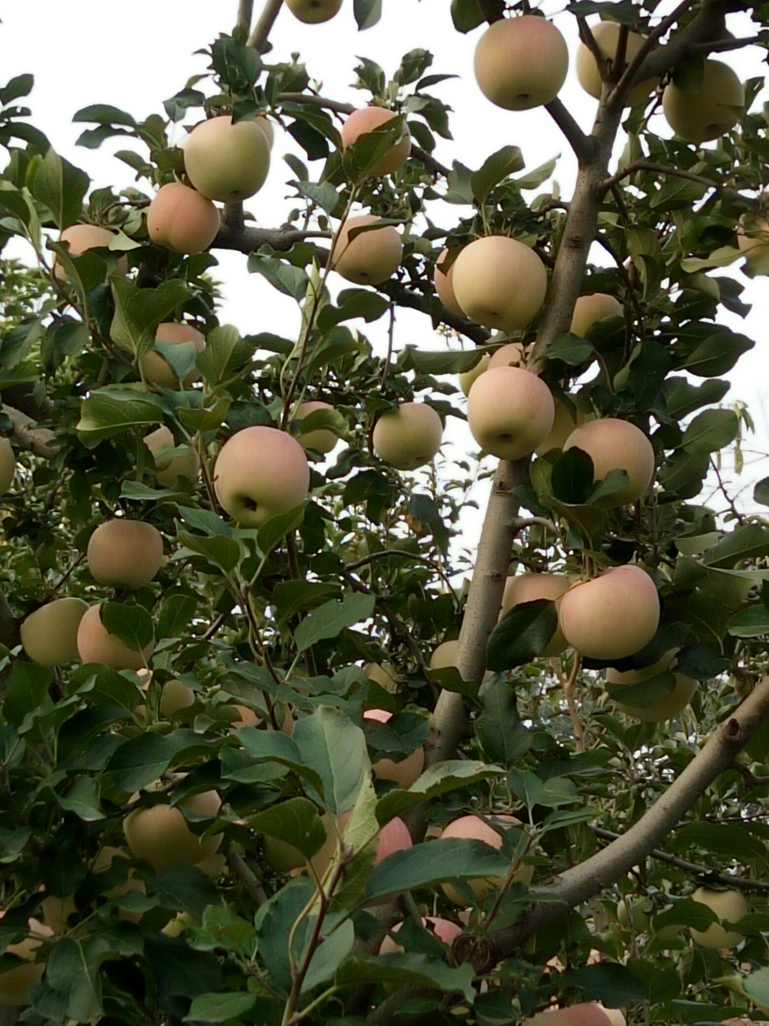 陕西富平红富士苹果96 来了,脆甜可口又解渴!纯天然.