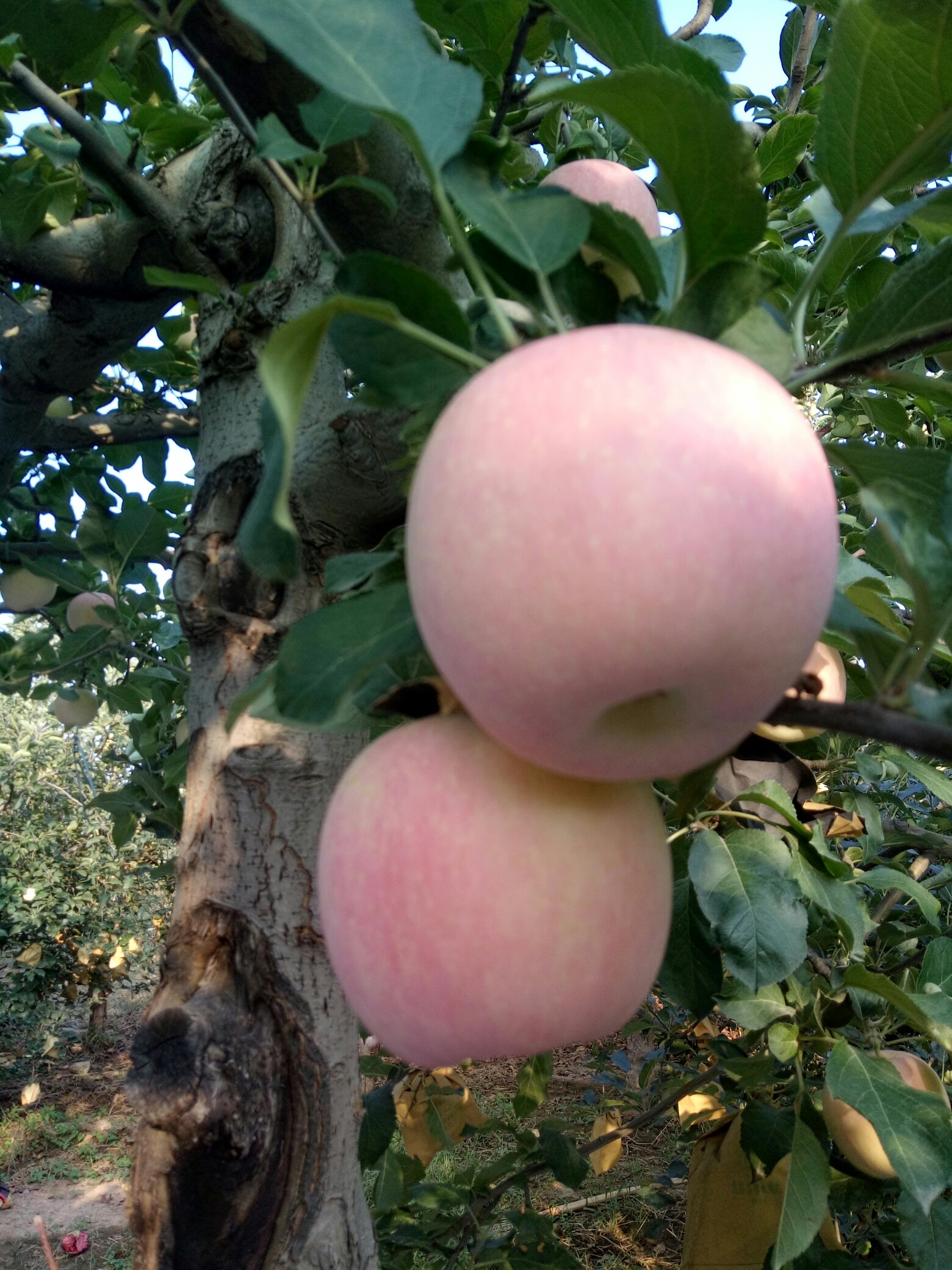 陕西富平红富士苹果 来了,脆甜可口又解渴!纯天然绿色苹果!