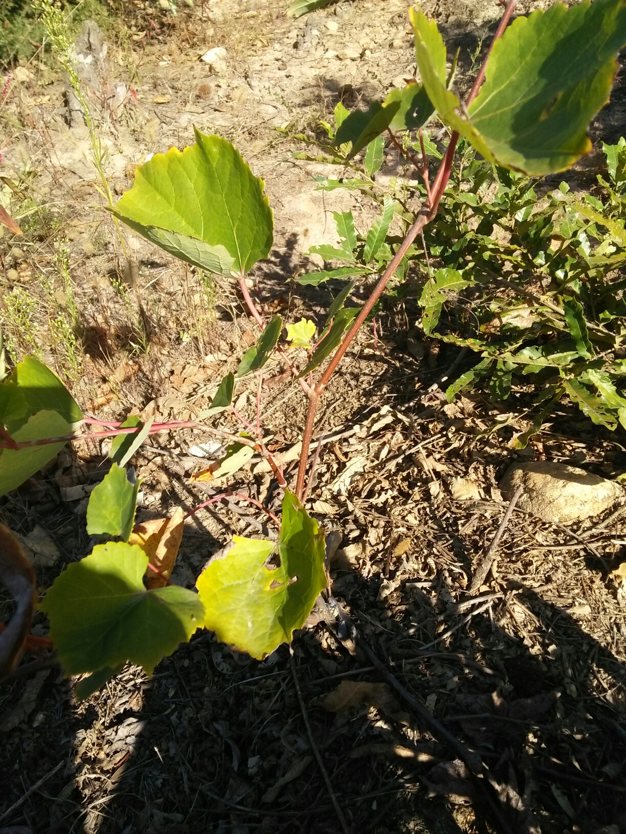 野葡萄