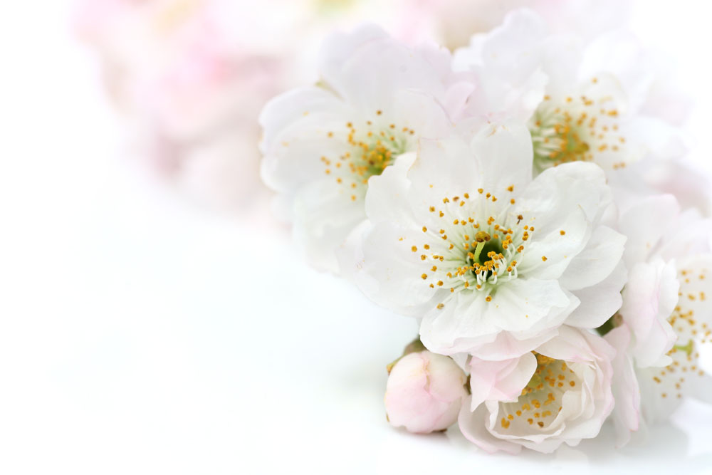 花_帖子_oppo手机官方社区