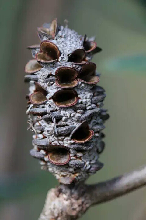 罕见异色植物让友友见识见识一下!之三!
