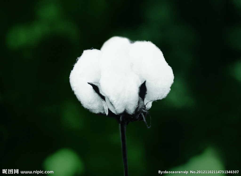今天中午在家吃饭的时候,听见有一个卖棉花的商户,他拿喇叭每次吆喝两