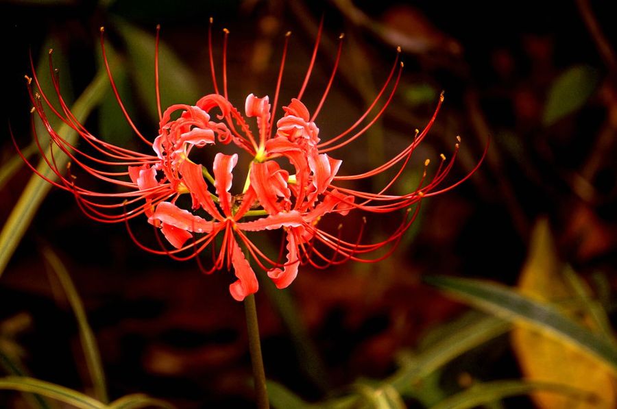 彼岸花,花开彼岸.